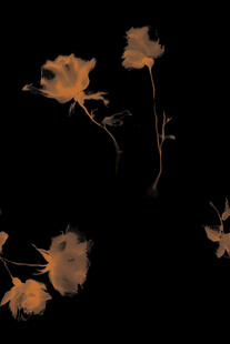 黑色背景下的梦幻橙色花朵