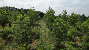 绿意盎然的山林景观