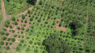 空中俯瞰绿意盎然的树林