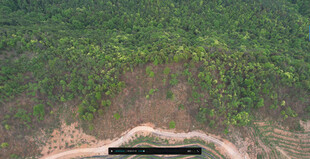 山坡下的隐秘森林