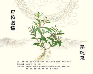 中草药旱莲草展示