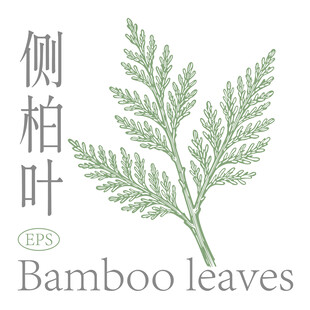 侧柏叶手绘素材