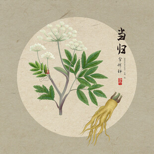 手绘当归