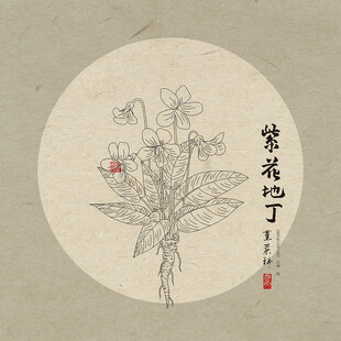 线描紫花地丁插画