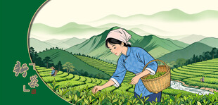 茶园采茶女 采茶姑娘