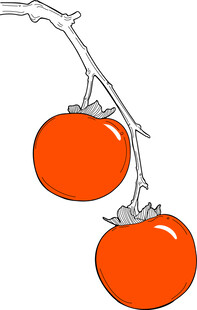 枝头双柿图 矢量图