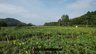 田野间的向日葵种植地