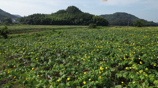 广袤荷塘绿意盎然