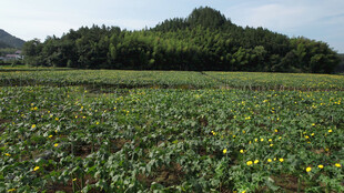 田野间的多彩花卉景观