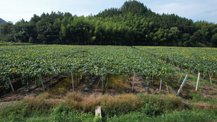 田园向日葵种植景观