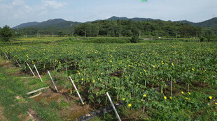 田园风光中的繁茂植物