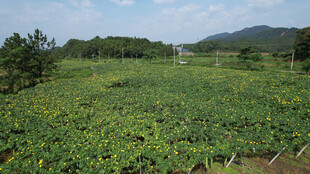 广袤田野绿意盎然