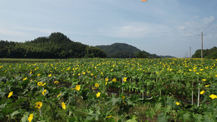 田野中的向日葵与远山