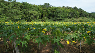 丝瓜络花田绿意环绕美景