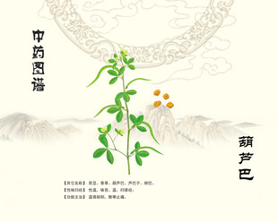 中药材葫芦巴植株展示