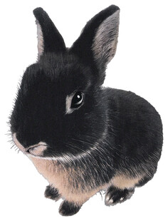 可爱黑兔子摆件