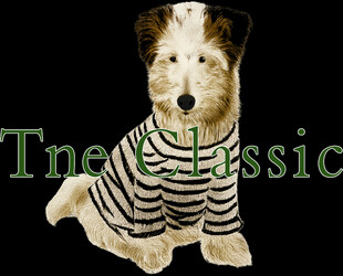 穿条纹衣的可爱小狗