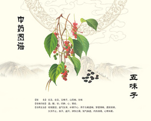 五味子中药材五味子