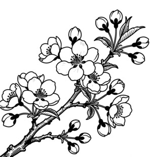 手绘海棠花黑白图案