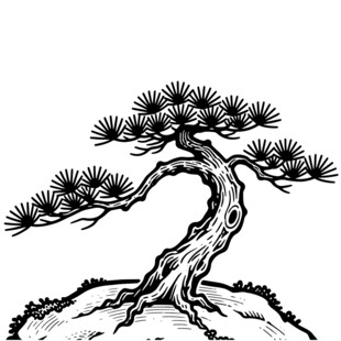 长寿松树手绘线稿