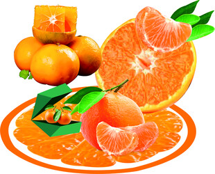 新鲜多汁的美味柑橘