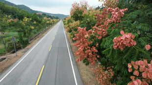 山间公路旁绚烂的繁花