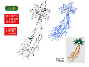 人参手绘插画线稿