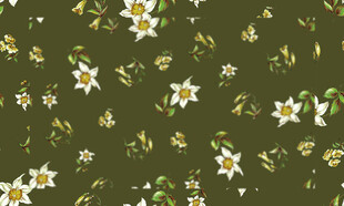 绿色背景小雏菊花卉图案