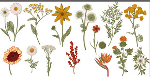 手绘花卉植物图案集合