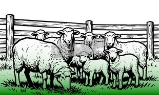 绵羊羊圈羊羔羊群