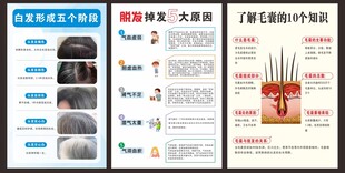 白发转黑 脱发 毛囊