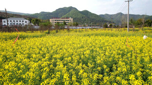 金黄油菜花海田园风光