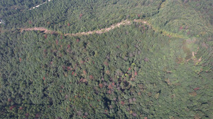 空中俯瞰蜿蜒山林小道 森林