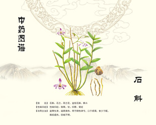 中药材石斛植物图示