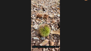 掉落在地上的板栗