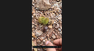 板栗小巧多肉植物石间生长