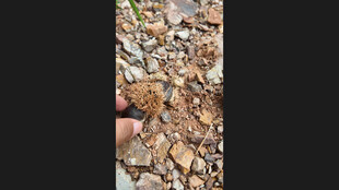 地面上的枯叶与小物件板栗