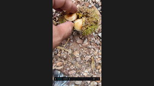 手捧板栗奇异植物特写