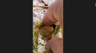 手取板栗的自然场景