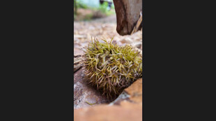 刺猬蜷缩在地面上板栗