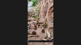 古老石墙下的自然景象板栗