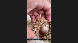 手捧独特带刺果实