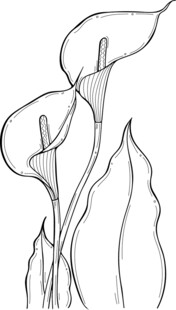 手绘马蹄莲线条图 矢量图