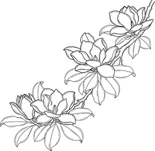 玉兰花卉线条勾勒图 矢量图