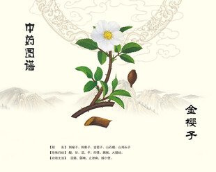 金樱子植物植株