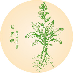板蓝根中药材草本植物插画