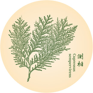 侧柏枝叶图中药材植物