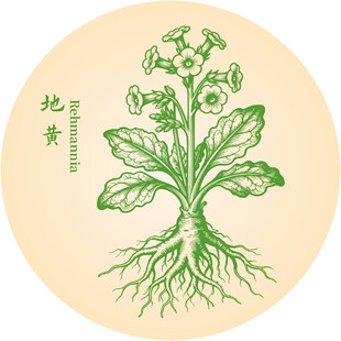 地黄中草药草本植物插画