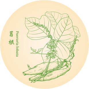 手绘葛根植物插画图