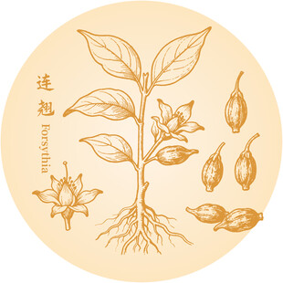 手绘连翘中药材植物图案